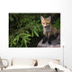 Young Red Fox On A Rock With Evergreen In Background Wall Mural