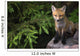 Young Red Fox On A Rock With Evergreen In Background Wall Mural