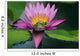 Frog On A Waterlily In Urban Pond Wall Mural