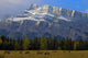Elk In Meadow On Minnewanka Road With Mt Rundle In Background Wall Mural