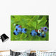 Close Up Of Blueberries Wall Mural