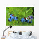 Close Up Of Blueberries Wall Mural