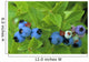 Close Up Of Blueberries Wall Mural