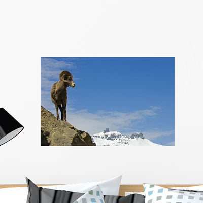 Male Bighorn Sheep Mountainside Wall Mural shown on a wall