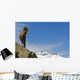 Male Bighorn Sheep On A Mountainside, Jasper National Park, Alberta Wall Mural