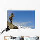 Male Bighorn Sheep On A Mountainside, Jasper National Park, Alberta Wall Mural