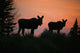 Moose Silhouetted At Sunset, Near Gunner's Cove, Newfoundland Wall Mural