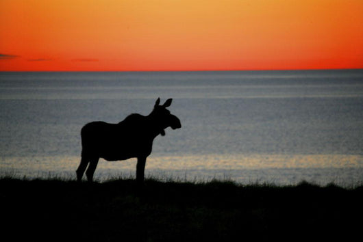 Moose Silhouetted At Sunset, Gros Morne National Park, Newfoundland Wall Mural