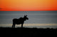 Moose Silhouetted At Sunset, Gros Morne National Park, Newfoundland Wall Mural