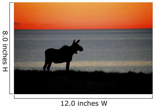 Moose Silhouetted At Sunset, Gros Morne National Park, Newfoundland Wall Mural
