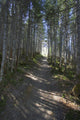 Forest Trail, Gros Morne National Park, Newfoundland Wall Mural