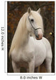 White Percheron Horse