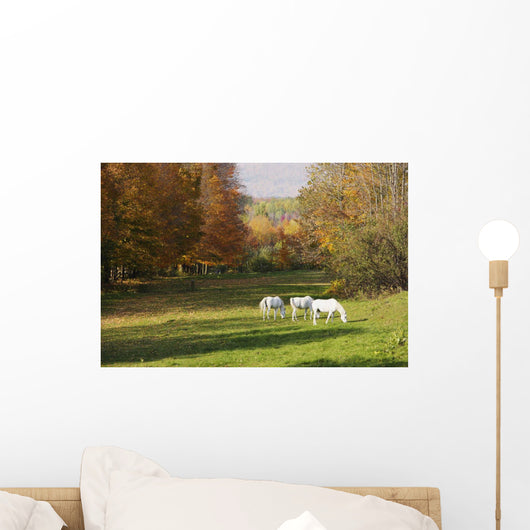 White Horses In An Autumn Landscape, Bromont, Quebec Wall Mural