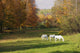 White Horses In An Autumn Landscape, Bromont, Quebec Wall Mural