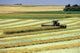 Swathing Canola, Tiger Hills, Manitoba Wall Mural
