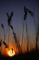 Silhouettes Of Wheat In A Farmers Field At Sunset Wall Mural