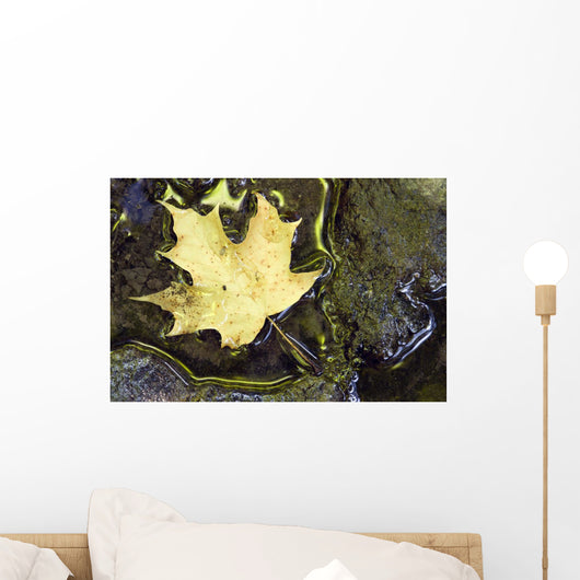 Leaf In Water, Niagara Peninsula, Ontario, Canada Wall Mural