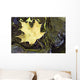 Leaf In Water, Niagara Peninsula, Ontario, Canada Wall Mural