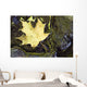 Leaf In Water, Niagara Peninsula, Ontario, Canada Wall Mural