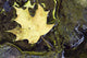 Leaf In Water, Niagara Peninsula, Ontario, Canada Wall Mural