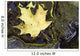Leaf In Water, Niagara Peninsula, Ontario, Canada Wall Mural