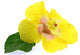 Yellow Hibiscus Flower White