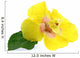 Yellow Hibiscus Flower White