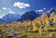 Larch Trees From The Saddleback Trail Wall Mural