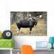 Bull Moose, Peter Lougheed Provincial Park, Alberta, Canada Wall Mural