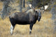 Bull Moose, Peter Lougheed Provincial Park, Alberta, Canada Wall Mural