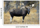 Bull Moose, Peter Lougheed Provincial Park, Alberta, Canada Wall Mural