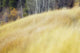 Mountain Meadow In Fall, Kananaskis Country, Alberta, Canada Wall Mural