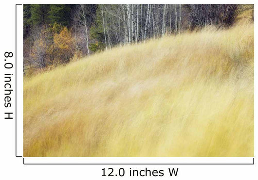 Mountain Meadow In Fall, Kananaskis Country, Alberta, Canada Wall Mural