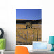 Old Farm, Near Cochrane, Alberta Wall Mural