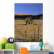 Old Farm, Near Cochrane, Alberta Wall Mural