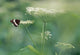White Admiral Butterfly On Cow Parsnip, Alberta, Canada Wall Mural