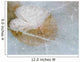 Water Lily Leaf In Ice, Boggy Lake, Alberta Wall Mural