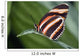 Butterfly, Niagara Botanical Gardens, Niagara Falls, Ontario Wall Mural