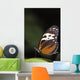 Butterfly, Niagara Botanical Gardens, Niagara Falls, Ontario Wall Mural