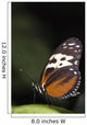 Butterfly, Niagara Botanical Gardens, Niagara Falls, Ontario Wall Mural