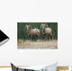 Bighorn Sheep, Windy Point, Kootenay Plains, Alberta, Canada Wall Mural