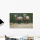 Bighorn Sheep, Windy Point, Kootenay Plains, Alberta, Canada Wall Mural