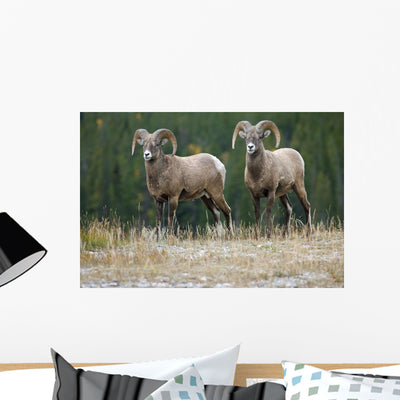 Bighorn Sheep Windy Point Wall Mural shown on a wall