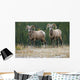 Bighorn Sheep, Windy Point, Kootenay Plains, Alberta, Canada Wall Mural