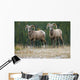 Bighorn Sheep, Windy Point, Kootenay Plains, Alberta, Canada Wall Mural
