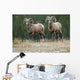Bighorn Sheep, Windy Point, Kootenay Plains, Alberta, Canada Wall Mural