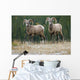 Bighorn Sheep, Windy Point, Kootenay Plains, Alberta, Canada Wall Mural