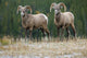 Bighorn Sheep, Windy Point, Kootenay Plains, Alberta, Canada Wall Mural