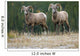 Bighorn Sheep, Windy Point, Kootenay Plains, Alberta, Canada Wall Mural