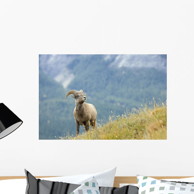 Young Bighorn Sheep Windy Wall Mural shown on a wall